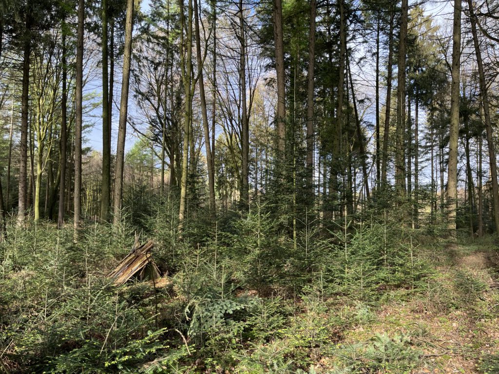 Das Verjüngungspotential der Weißtanne ist enorm. Die jungen Weißtannen wachsen dicht an dicht im Schatten der Altbäume heran.