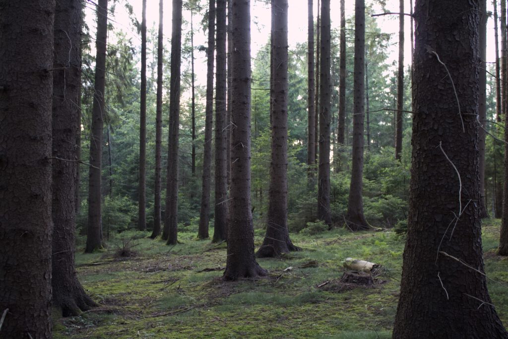 alter Fichtenbestand mit Naturverjüngung im Hintergrund