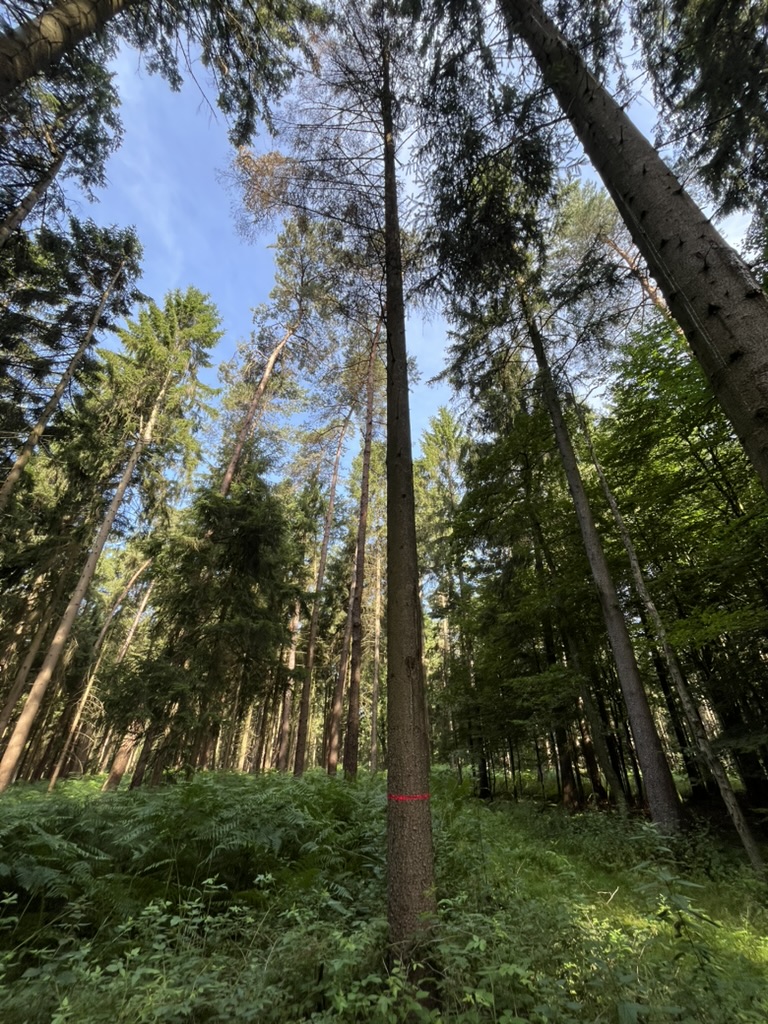 Frischer Borkenkäferbefall - Verfärbung der Krone