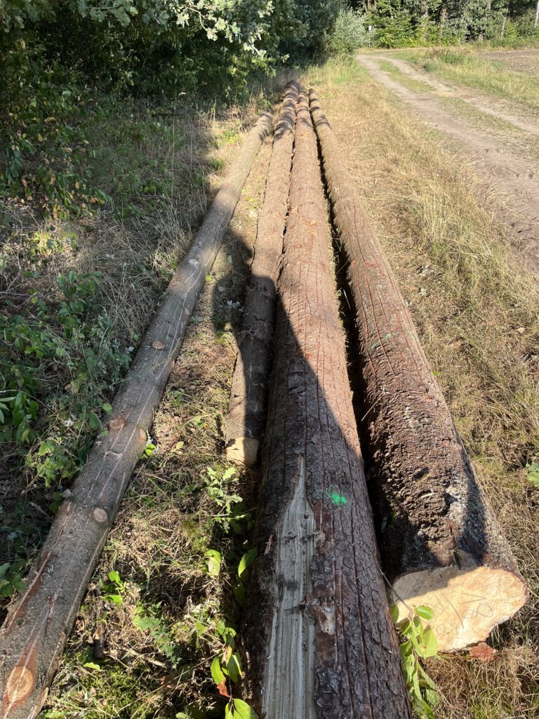 Geschlitzes Fichtenholz