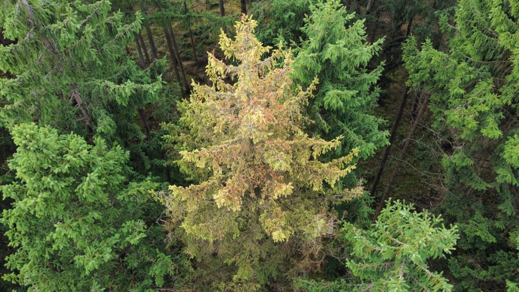 Käferbaum mit der Drohne deutlich sichtbar