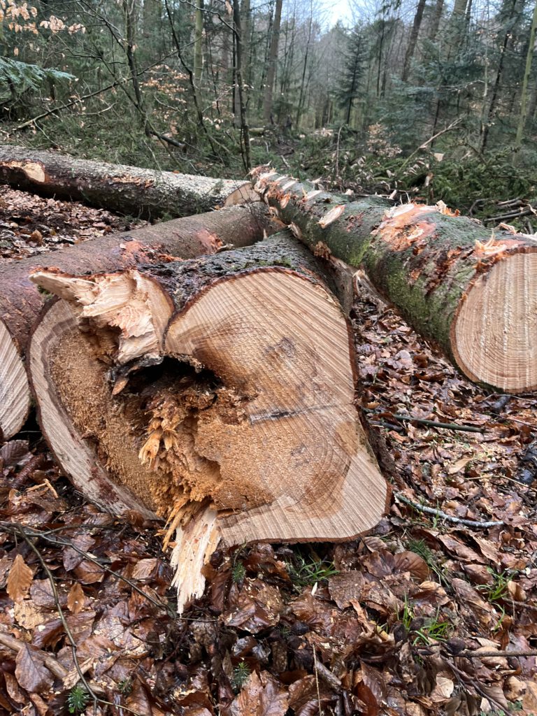 Durch den Hallimasch stark entwertetes Holz. Die sogenannte "Rotfäule".