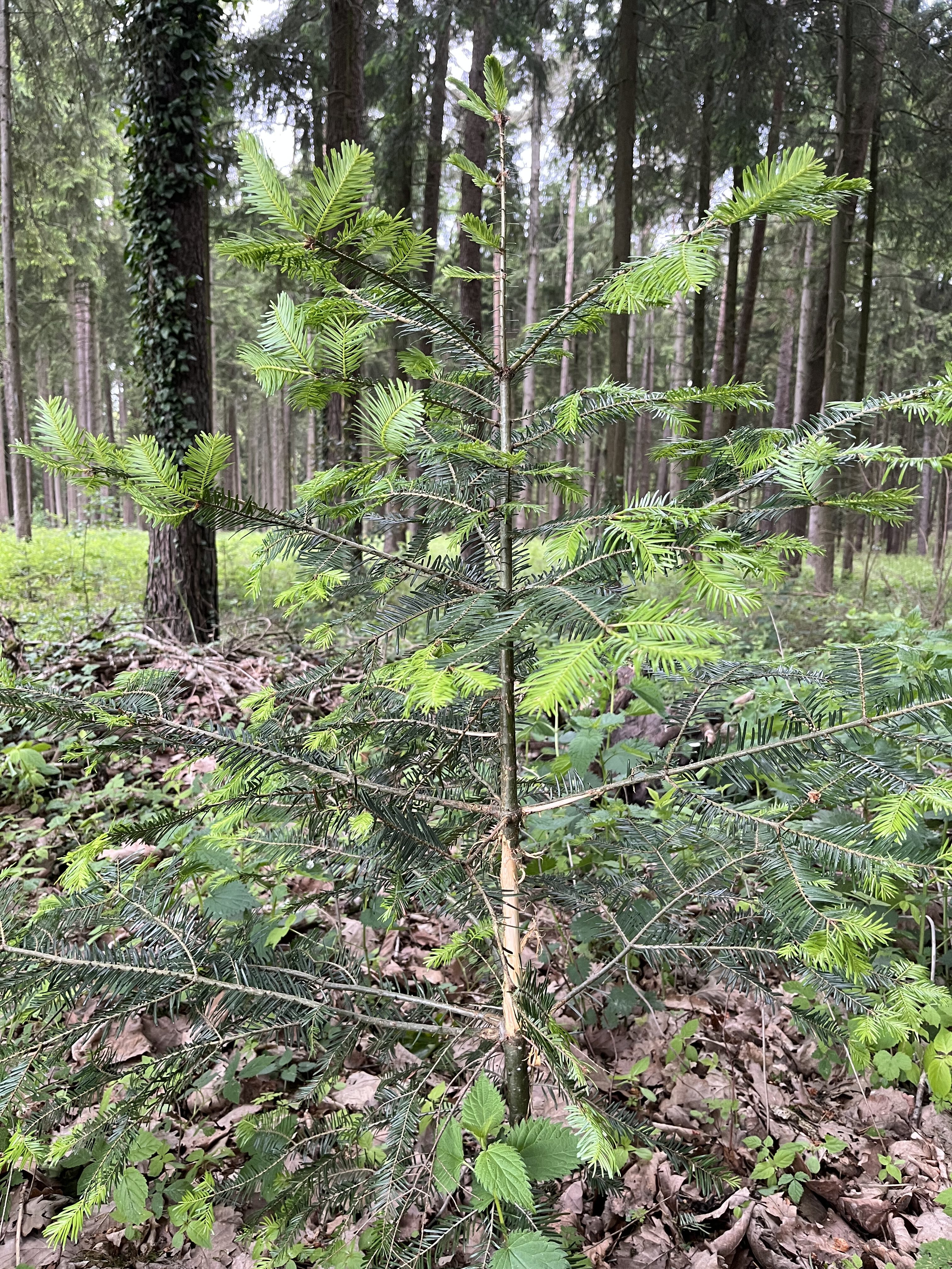 Fegeschaden durch Rehwild