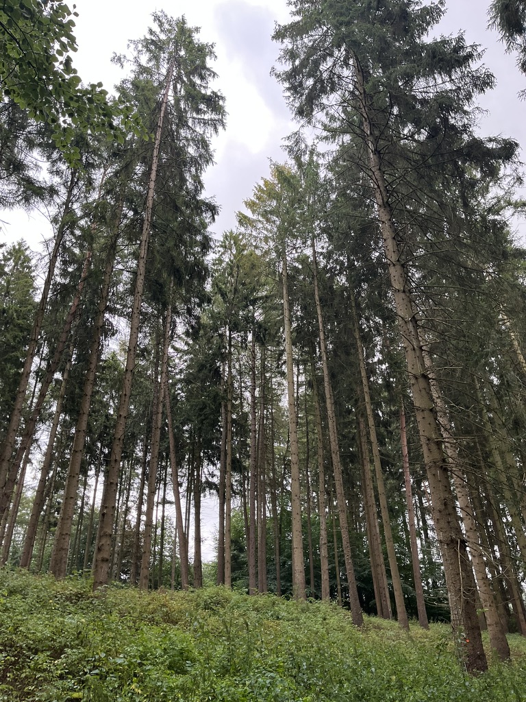 Fichte unter Trockenstress. Sie kann sich nicht mehr gegen den Borkenkäfer wehren und wird langsam gelb und welk in der Krone.