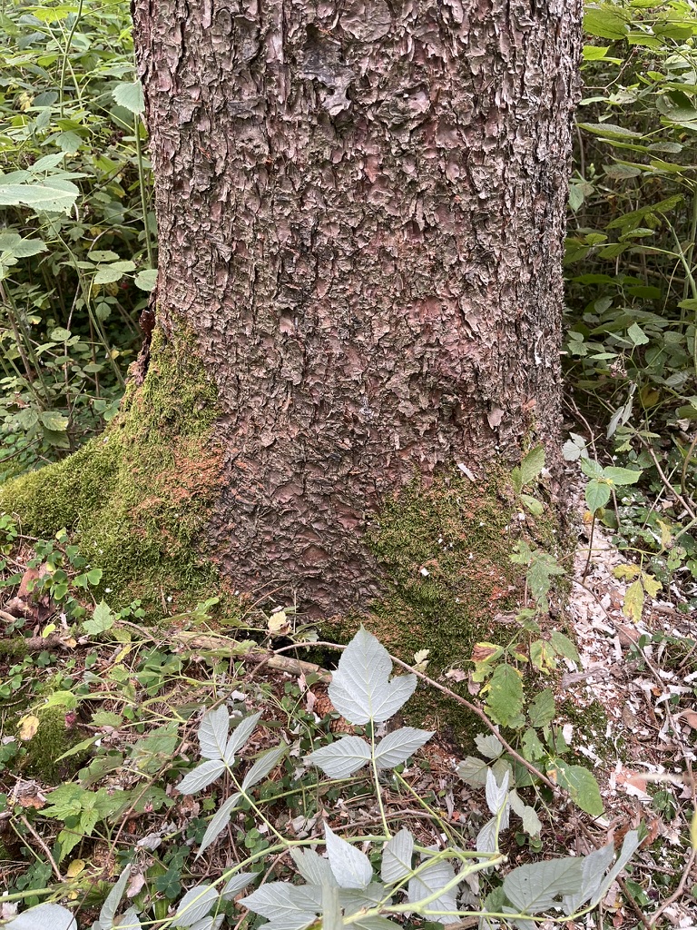 Bohrmehl an einer Fichte mit Buchdruckerbefall