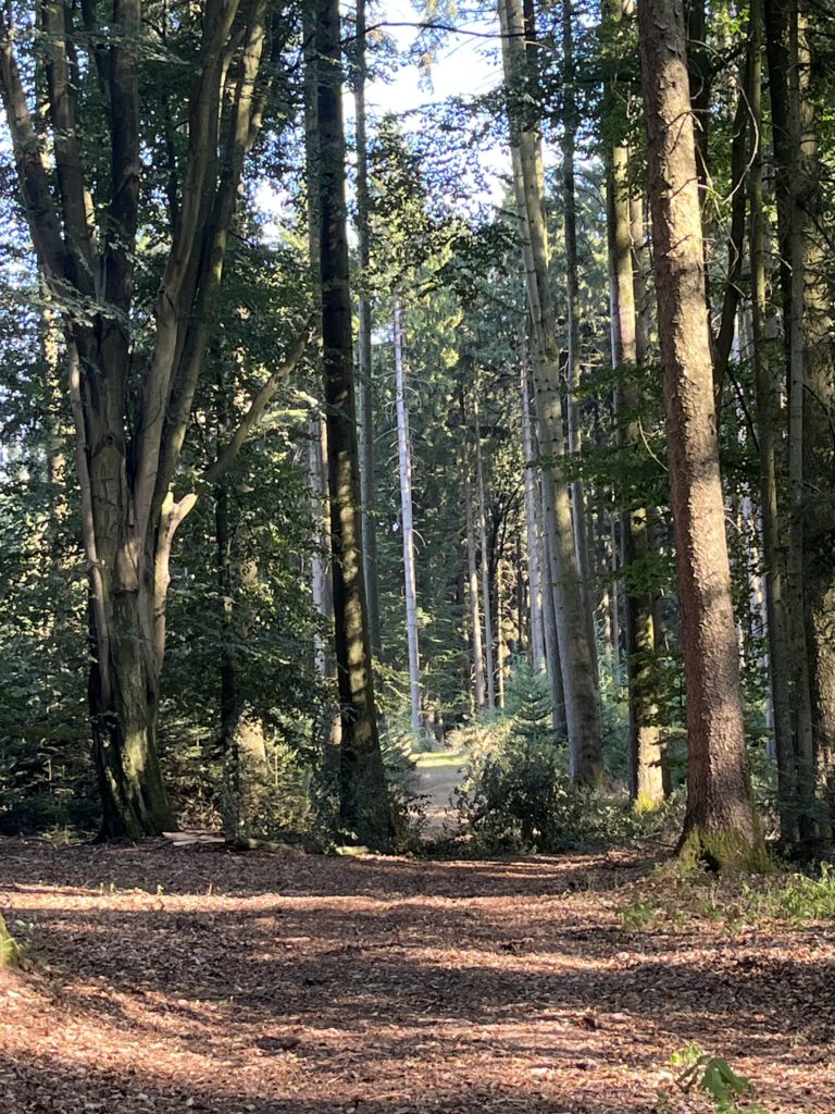 Buche lässt vor lauter Trockenstress Äste abbrechen